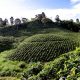 Sector agroindustria invertir en Colombia