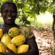 The Agricultural Sector in Ivory Coast