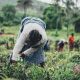 oportunidades no setor agrícola a Costa do Marfim